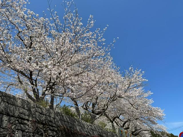 花粉症はなぜ起こる?|宮崎市アーユルヴェーダサロンMayura