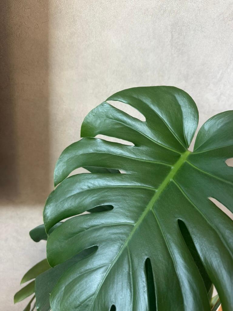 【宮崎】首・背中のこりを緩めるアーユルヴェーダオイルトリートメント